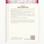 Ирис сибирский Джерри Мерфи, I р-р, 1 шт. 80 h(см), Осень 2024 - Фото 4