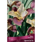 Ирис сибирский Дринк йо Ти, I р-р, 1 шт. 80 h(см), Осень 2022  (артикул 9245675)  большой выбор товаров оптом и в розницу по низким ценам с доставкой