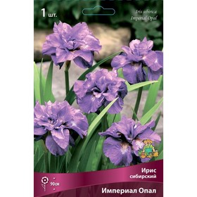Ирис сибирский Империал Опал, I р-р, 1 шт. 90 h(см), Осень 2022  (артикул 9245676)  большой выбор товаров оптом и в розницу по низким ценам с доставкой