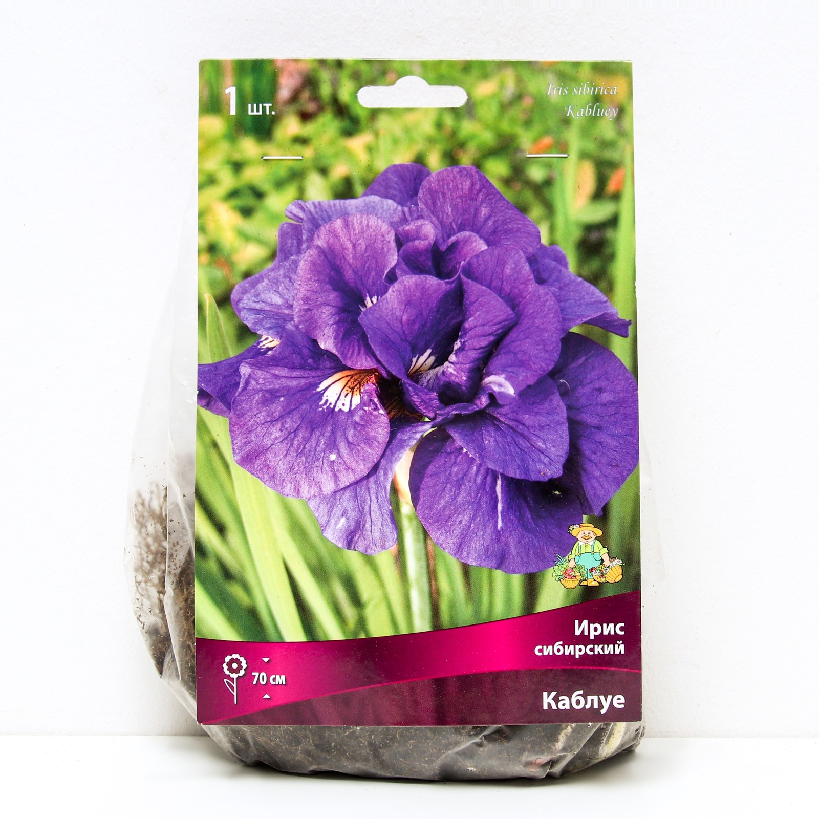 Ирис каблуи сибирский фото и описание Ирис каблуи сибирский фото и описание