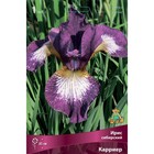 Ирис сибирский Карриер, I р-р, 1 шт. 85 h(см), Осень 2022  (артикул 9245678)  большой выбор товаров оптом и в розницу по низким ценам с доставкой