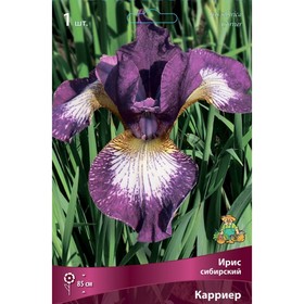 Ирис сибирский Карриер, I р-р, 1 шт. 85 h(см), Осень 2022  (артикул 9245678)  большой выбор товаров оптом и в розницу по низким ценам с доставкой