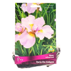 Ирис сибирский Кита-Но-Сейдза, I р-р, 1 шт. 70 h(см), Осень 2022  (артикул 9245679)  большой выбор товаров оптом и в розницу по низким ценам с доставкой