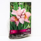 Ирис сибирский Лемон Вейл, I р-р, 1 шт. 75 h(см), Осень 2022  (артикул 9245680)  большой выбор товаров оптом и в розницу по низким ценам с доставкой