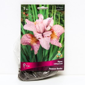 Ирис сибирский Лемон Вейл, I р-р, 1 шт. 75 h(см), Осень 2022  (артикул 9245680)  большой выбор товаров оптом и в розницу по низким ценам с доставкой