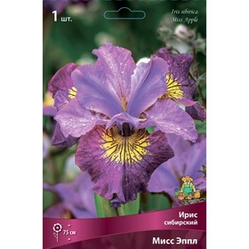 Ирис сибирский Мисс Эппл, I р-р, 1 шт. 70 h(см), Осень 2022  (артикул 9245681)  большой выбор товаров оптом и в розницу по низким ценам с доставкой