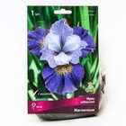 Ирис сибирский Магнетизм, I р-р, 1 шт. 65 h(см), Осень 2022  (артикул 9245683)  большой выбор товаров оптом и в розницу по низким ценам с доставкой