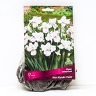 Ирис сибирский Нот Куайт Уайт, I р-р, 1 шт. 45 h(см), Весна 2024  (артикул 9245684)  большой выбор товаров оптом и в розницу по низким ценам с доставкой