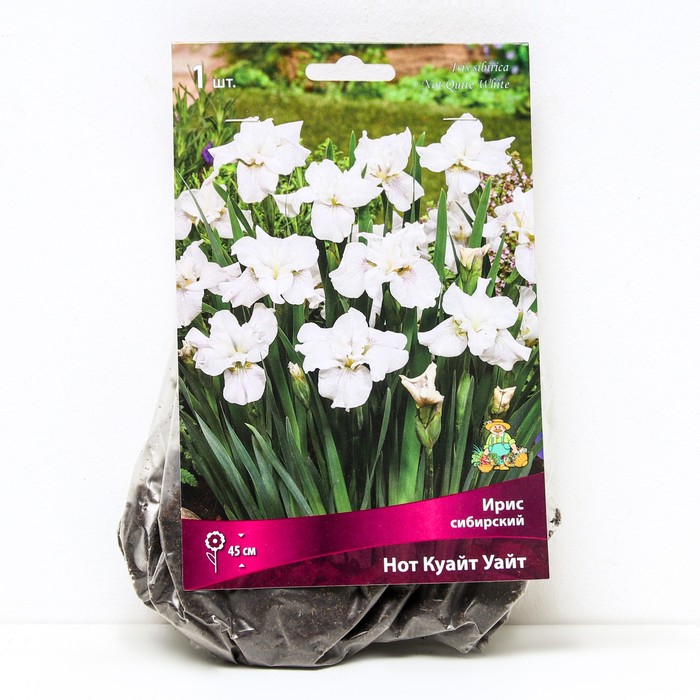 Ирис сибирский Нот Куайт Уайт, I р-р, 1 шт. 45 h(см), Весна 2024