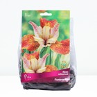 Ирис сибирский Паприкаш, I р-р, 1 шт. 50 h(см), Весна 2024  (артикул 9245685)  большой выбор товаров оптом и в розницу по низким ценам с доставкой