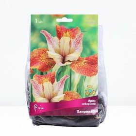 Ирис сибирский Паприкаш, I р-р, 1 шт. 50 h(см), Весна 2024  (артикул 9245685)  большой выбор товаров оптом и в розницу по низким ценам с доставкой