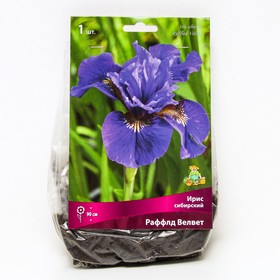 Ирис сибирский «Раффлд Велвет», I р-р, 1 шт. 90 h(см), Осень 2022  (артикул 9245686)  большой выбор товаров оптом и в розницу по низким ценам с доставкой