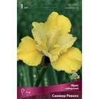 Ирис сибирский Саммер Ревелз, I р-р, 1 шт. 70 h(см), Весна 2024  (артикул 9245687)  большой выбор товаров оптом и в розницу по низким ценам с доставкой