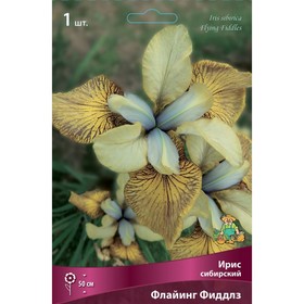 Ирис сибирский Флайинг Фиддлз, I р-р, 1 шт. 50 h(см), Осень 2022  (артикул 9245691)  большой выбор товаров оптом и в розницу по низким ценам с доставкой