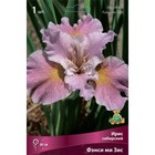 Ирис сибирский Фэнси ми Зис, I р-р, 1 шт. 80 h(см), Осень 2022  (артикул 9245692)  большой выбор товаров оптом и в розницу по низким ценам с доставкой