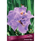 Ирис сибирский Хэвинг Фан, I р-р, 1 шт. 75 h(см), Весна 2024  (артикул 9245693)  большой выбор товаров оптом и в розницу по низким ценам с доставкой