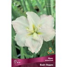 Ирис японский Вайт Ледиз, I р-р, 1 шт. 80 h(см), Осень 2024  (артикул 9245695)  большой выбор товаров оптом и в розницу по низким ценам с доставкой