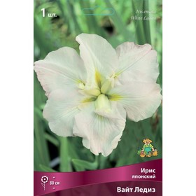 Ирис японский Вайт Ледиз, I р-р, 1 шт. 80 h(см), Осень 2024  (артикул 9245695)  большой выбор товаров оптом и в розницу по низким ценам с доставкой