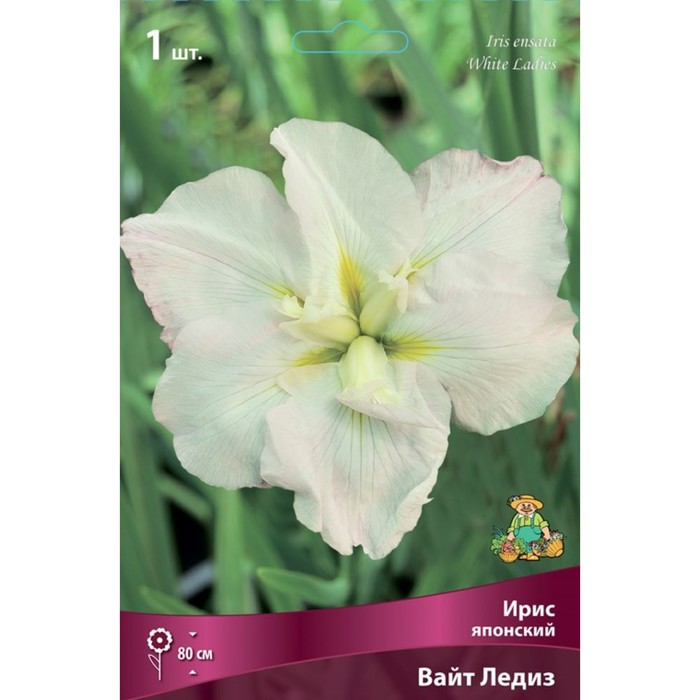 Ирис японский Вайт Ледиз, I р-р, 1 шт. 80 h(см), Осень 2024
