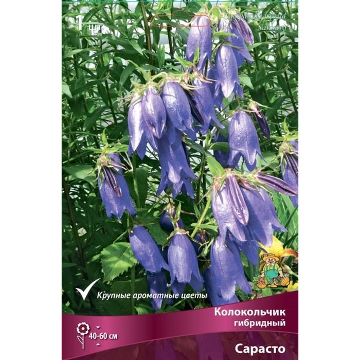 Колокольчик гибридный Сарасто, I р-р, 1 шт. 40-60 h(см), Осень 2022 - Фото 1
