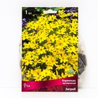 Кореопсис мутовчатый Загреб, I р-р, 1 шт. 25 h(см), Осень 2022  (артикул 9245704)  большой выбор товаров оптом и в розницу по низким ценам с доставкой