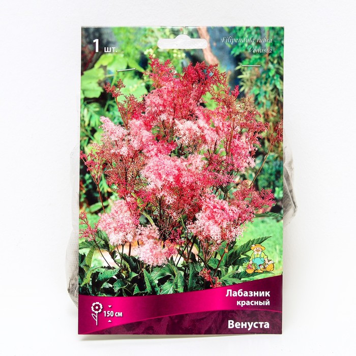 Лабазник красный Венуста, I р-р, 1 шт. 100 h(см), Весна 2024