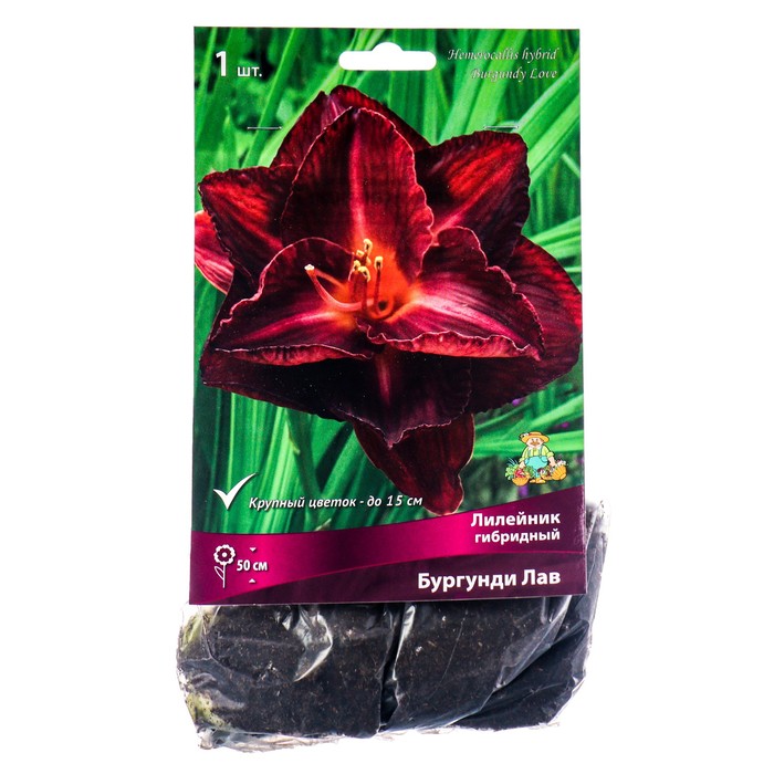 Лилейник гибридный Бургунди Лав, I р-р, 1 шт. 50 h(см), Осень 2024