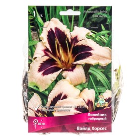Лилейник гибридный Вайлд Хорсес, I р-р, 1 шт. 80 h(см), Осень 2024  (артикул 9245712)  большой выбор товаров оптом и в розницу по низким ценам с доставкой