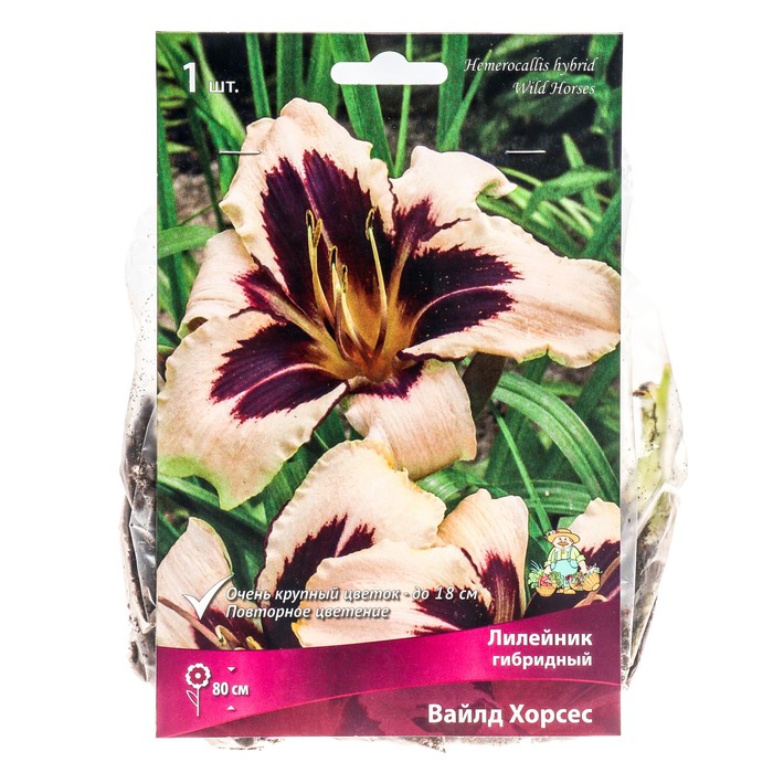 Лилейник гибридный Вайлд Хорсес, I р-р, 1 шт. 80 h(см), Осень 2024