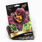 Лилейник гибридный Вуду Дансер, I р-р, 1 шт. 55 h(см), Осень 2022 - Фото 1