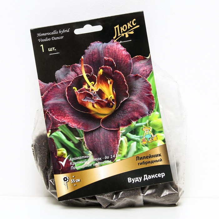 Лилейник гибридный Вуду Дансер, I р-р, 1 шт. 55 h(см), Осень 2022 - Фото 1