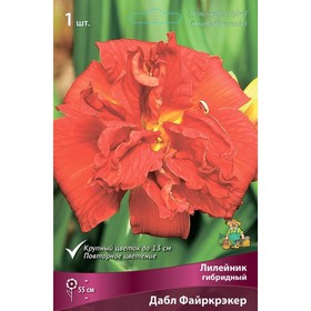 Лилейник гибридный Дабл Файркрэкер, I р-р, 1 шт. 55 h(см), Осень 2024  (артикул 9245719)  большой выбор товаров оптом и в розницу по низким ценам с доставкой