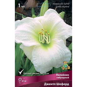 Лилейник гибридный Джентл Шеферд, I р-р, 1 шт. 65 h(см), Осень 2024  (артикул 9245723)  большой выбор товаров оптом и в розницу по низким ценам с доставкой