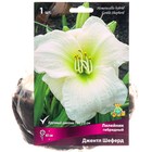 Лилейник гибридный Джентл Шеферд, I р-р, 1 шт. 65 h(см), Осень 2024  (артикул 9245723)  большой выбор товаров оптом и в розницу по низким ценам с доставкой