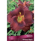 Лилейник гибридный Джипси Тертл, I р-р, 1 шт. 45 h(см), Осень 2024  (артикул 9245724)  большой выбор товаров оптом и в розницу по низким ценам с доставкой