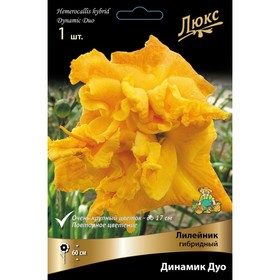 Лилейник гибридный Динамик Дуо, I р-р, 1 шт. 60 h(см), Осень 2024  (артикул 9245726)  большой выбор товаров оптом и в розницу по низким ценам с доставкой