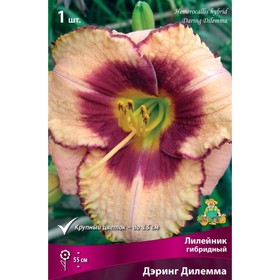 Лилейник гибридный Дэринг Дилемма, I р-р, 1 шт. 55 h(см), Осень 2024  (артикул 9245727)  большой выбор товаров оптом и в розницу по низким ценам с доставкой