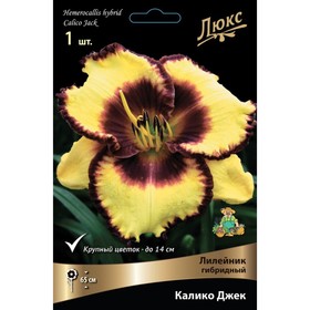 Лилейник гибридный Калико Джек, I р-р, 1 шт. 65 h(см), Осень 2024