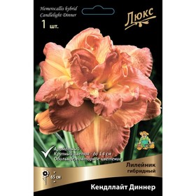 Лилейник гибридный Кендллайт Диннер, I р-р, 1 шт. 65 h(см), Осень 2024  (артикул 9245731)  большой выбор товаров оптом и в розницу по низким ценам с доставкой