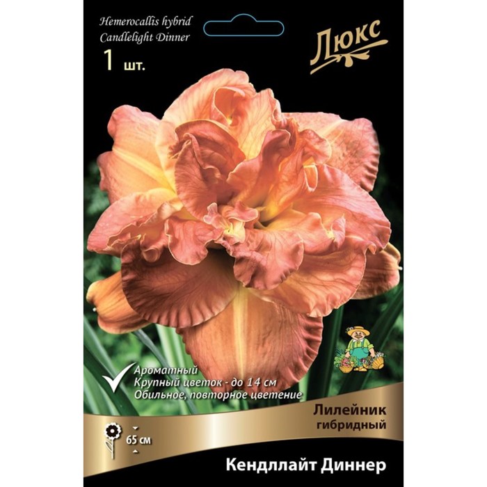 Лилейник гибридный Кендллайт Диннер, I р-р, 1 шт. 65 h(см), Осень 2024
