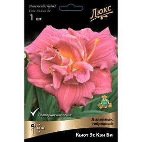 Лилейник гибридный Кьют Эс Кэн Би, I р-р, 1 шт. 40 h(см), Осень 2024  (артикул 9245735)  большой выбор товаров оптом и в розницу по низким ценам с доставкой