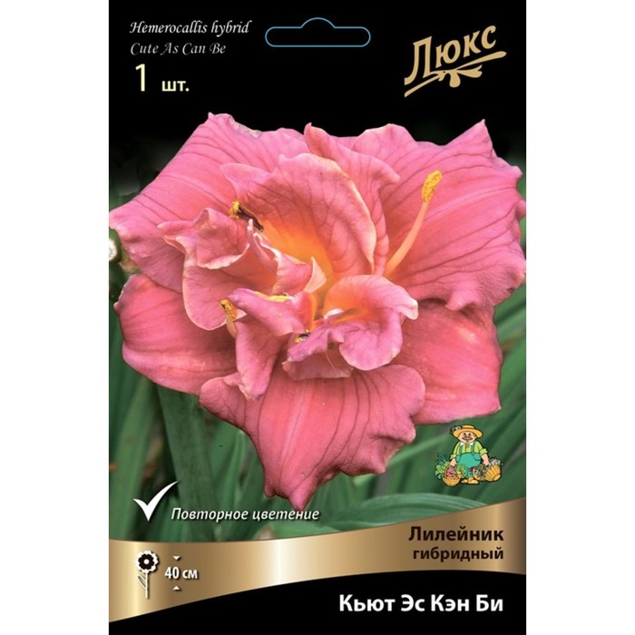 Лилейник гибридный Кьют Эс Кэн Би, I р-р, 1 шт. 40 h(см), Осень 2024