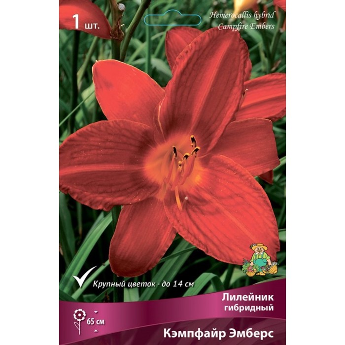 Лилейник гибридный Кэмпфайр Эмберс, I р-р, 1 шт. 65 h(см), Осень 2024
