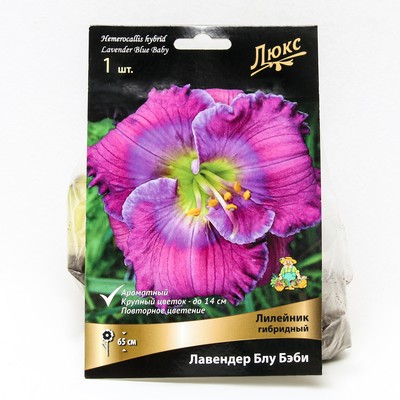 Лилейник гибридный «Лавендер Блу Бэби», I р-р, 1 шт. 65 h(см), Осень 2025