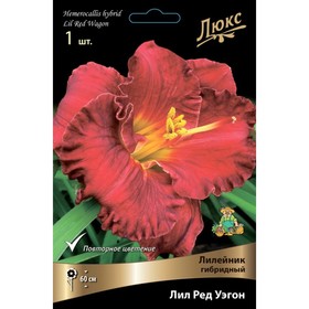 Лилейник гибридный «Лил Ред Уэгон», I р-р, 1 шт. 60 h(см), Осень 2024  (артикул 9245741)  большой выбор товаров оптом и в розницу по низким ценам с доставкой