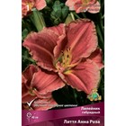 Лилейник гибридный «Литтл Анна Роза», I р-р, 1 шт. 40 h(см), Осень 2024  (артикул 9245742)  большой выбор товаров оптом и в розницу по низким ценам с доставкой