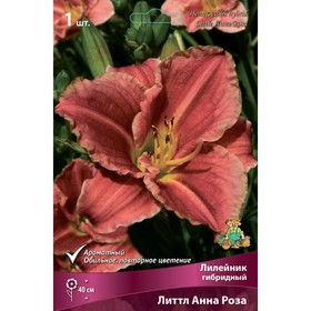 Лилейник гибридный «Литтл Анна Роза», I р-р, 1 шт. 40 h(см), Осень 2024  (артикул 9245742)  большой выбор товаров оптом и в розницу по низким ценам с доставкой