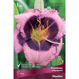 Лилейник гибридный Макбет, I р-р, 1 шт. 60 h(см), Осень 2024  (артикул 9245748)  большой выбор товаров оптом и в розницу по низким ценам с доставкой