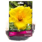 Лилейник гибридный «Мини Стелла», I р-р, 1 шт. 30 h(см), Осень 2022 - Фото 1