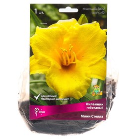 Лилейник гибридный «Мини Стелла», I р-р, 1 шт. 30 h(см), Осень 2022  (артикул 9245750)  большой выбор товаров оптом и в розницу по низким ценам с доставкой